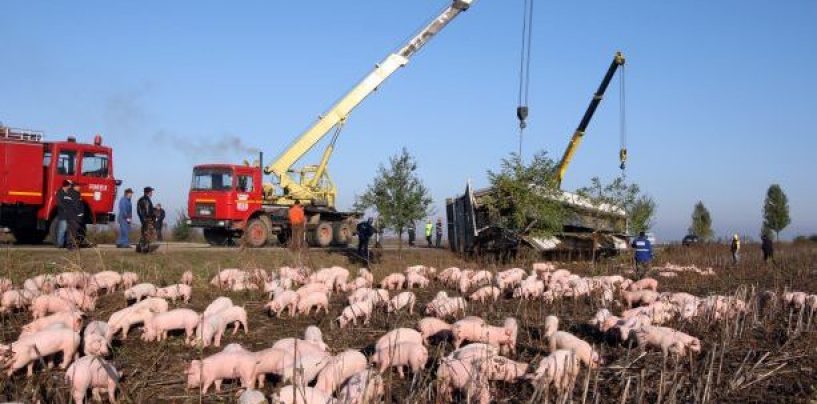 ANSVSA solicită Comisiei Europene sprijin pentru dezvoltarea strategiei privind controlul pestei porcine africane