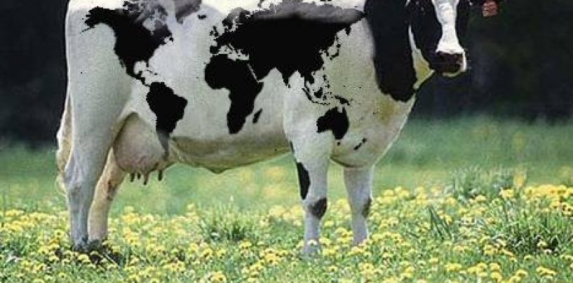Raspunsul ANSVSA: Rusia interzice ceva ce nu exista. Romania nu exporta in aceasta tara bovine