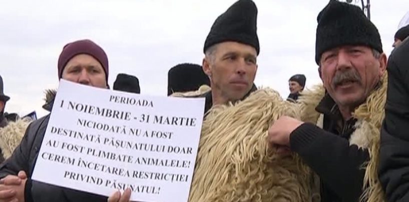 Rascoala ciobanilor. Ce i-a nemultumit pe oieri si ce i-a satisfacut pe vanatori. Interesele din spatele unei legi controvesate