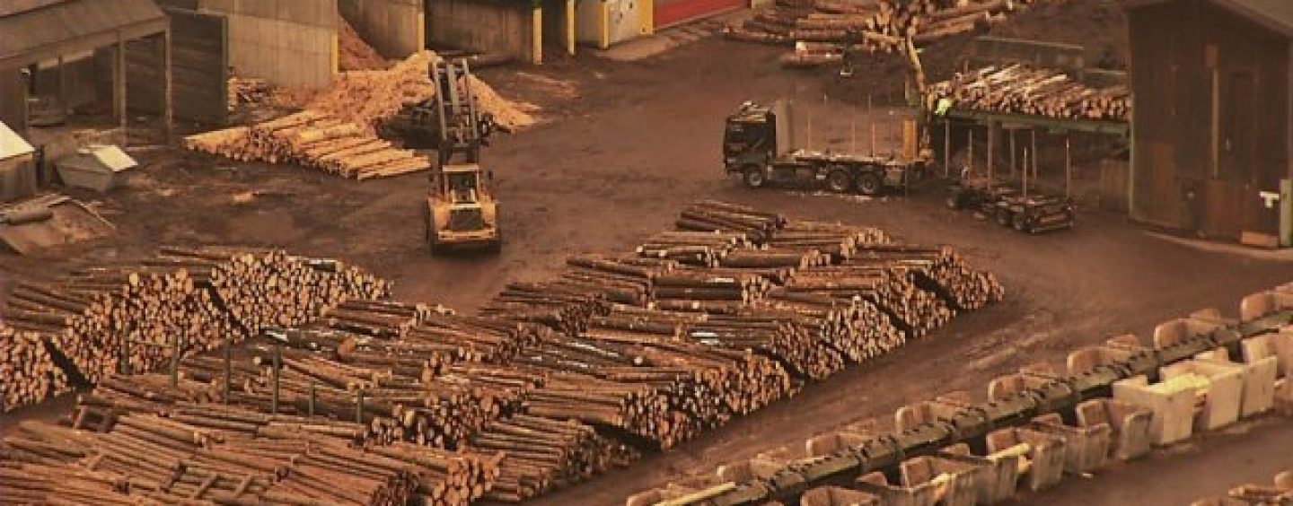 Procurorii au descins la mafia lemnului. Schwighofer Holzindustrie, în vizorul DIICOT