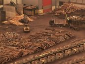 Procurorii au descins la mafia lemnului. Schwighofer Holzindustrie, în vizorul DIICOT