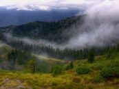 Cum s-au înstrăinat mii de ha de pădure către fostul premier suedez, pe filiera Schweighofer
