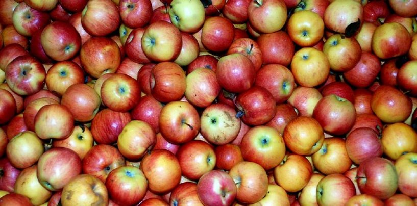Culmea pomiculturii din România. La Voinești, patria merelor, se vând fructe din Polonia