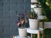 Jardiniera – Arta ascunsă a plantelor ornamentale din curtea ta